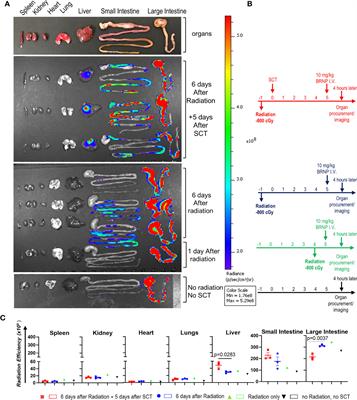 Post Transplantation Bilirubin Nanoparticles Ameliorate Murine Graft Versus Host Disease via a Reduction of Systemic and Local Inflammation